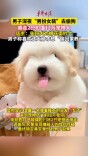 男子“男扮女装”偷走宠物店价值12万元名贵犬，已被采取刑事强制措施