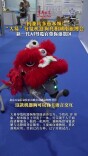 “萌宠”带你逛景区！“一机两用”机器狗亮相湖南旅博会