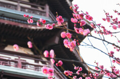 长沙冬日“梅”景上新！3处赏梅地别错过