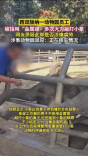 敲打小象？涉嫌虐待？