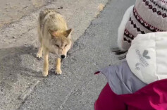视频|家长带娃近距离投喂可可西里野生狼 