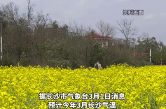 长沙油菜花海上线，这份赏花时间表请知悉