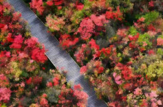 海报丨当湖南的春天撞进油画里……