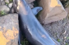 官方通报“沅江桃源段江豚死亡 ”系搁浅死亡