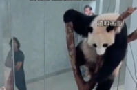 闭馆不停护 卡塔尔回应大熊猫健康状况