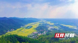 好评中国丨政策赋能强“三农”，湖湘沃野绽新颜