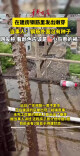 房子没盖完钢筋发芽了，当事人回应：钢筋外面没种子