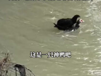 万物有灵！湖南宁乡一鸭子将被洪水困住的鸡救上岸