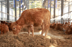 国家级湘西黄牛保种场在花垣投运，种业发展迈入新台阶