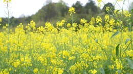 嘉禾：农技小分队下沉田间地头，力保5.8万亩油菜稳产