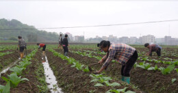 抢抓时节促生产，嘉禾县4.66万亩烤烟管护忙