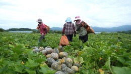 精准对接大湾区订单，嘉禾湘江源蔬菜基地筑牢蔬菜稳产保供防线