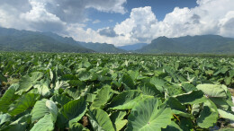 江永源口瑶族乡：万亩香芋绘田园美景