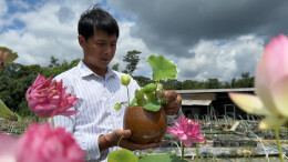 江永：小小碗莲俏销国内外，碗莲品种达300余个