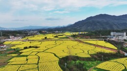视频 | 靖州三月的油菜花，是春天写给田野的情诗~