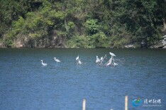 靖州五龙潭国家湿地公园：苍鹭倩影舞蹁跹