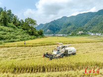 图片新闻 | 吉首市：白露时节秋收忙