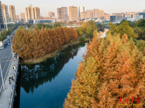 组图 | 吉首：水杉红 冬韵浓