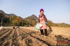 组图 | 吉首：大雪农事忙