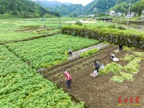 图片新闻 | 吉首：马铃薯收获忙