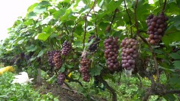 蓝山花果园村：夏黑葡萄抢“鲜”上市，“甜蜜产业”赋能乡村振兴