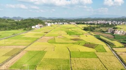 蓝山：晚稻开镰 “丰”景如画