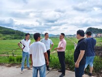 约10万公斤西瓜积压田间！蓝山县楠市镇启动应急助农机制，为瓜农撑起“保护伞”