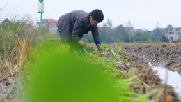 图片新闻 | 蓝山县：农田“空窗期” 油菜移栽忙