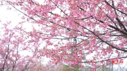 临武镇南：万亩野樱映春色