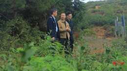 标准化引领品质飞跃，临武东山云雾茶香飘四方