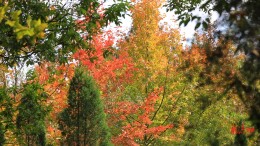 临武：满园“枫”景入画来