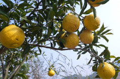 临武黎坪村：荒山披“金甲”，黄金贡柚等你尝