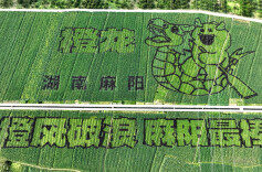 图片新闻 | 麻阳：千亩花海书写苗乡浪漫