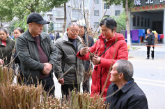 图片新闻 | 麻阳：苗木市场购销两旺