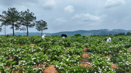 汨罗弼时序贤村百亩栀子花开，有“颜值”更有“价值”
