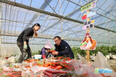 汨罗：“棚”友圈扩容，“共富大棚”绘乡村新景