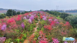 600亩映山红开满山头！汨罗上春园的春天藏不住了