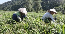 立足资源禀赋，“靠山吃山”！宁远五龙山瑶族乡发展特色产业赋能乡村振兴