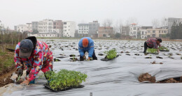 图片新闻 | 宁远：春耕正当时 蔬菜移栽忙