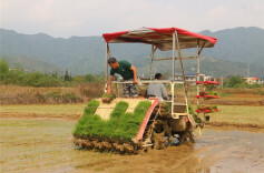 组图 | 宁远：春日农事忙，沃野绘“丰”景
