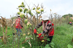 多方联动为果农纾困，桑植县长坪村滞销木瓜全部售罄