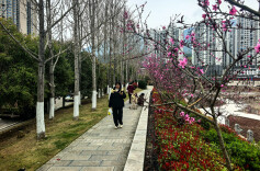 桃红柳绿醉春烟，桑植“最美河岸线”等你来漫步