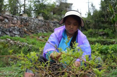 桑植小埠头村：莓茶飘香采摘忙， “金叶”铺就致富路