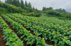 产业赋能绘新卷，桑植云雾山村焕新颜