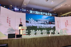 “桑植白茶格外甜”闪亮第六届白茶产业大会