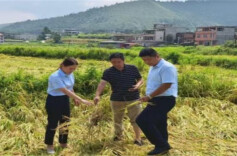 邵阳县罗城乡：倒伏水稻盼“援手”，农险理赔解农忧