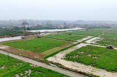 石门：绿肥“沃”土生金，生态耕耘绘就丰收新图景