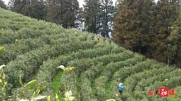 石门县白云山林场：千亩春茶开采 茶香引路富民增收