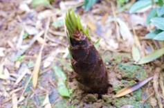石门：春笋破土采收忙，舌尖春味暖农家