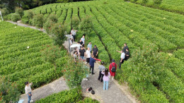 踏云海茶园，访红色乡土！文艺名家采风激活石门文旅新活力